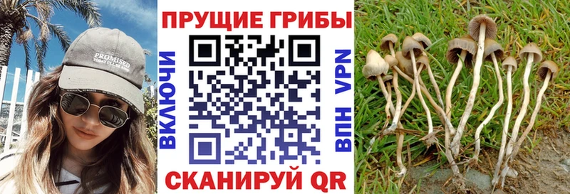 Галлюциногенные грибы Cubensis  Купить  Озёрск 